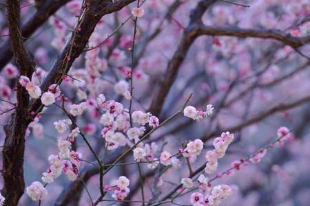 面带桃花笑意浓下一句是什么