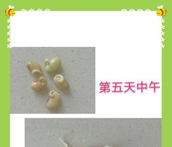 豆芽成长记录第最后一天怎么写