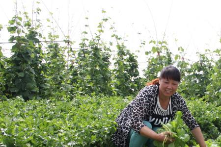 种植加养殖的家庭农场怎么申请