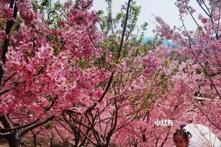 永嘉十里樱花介绍