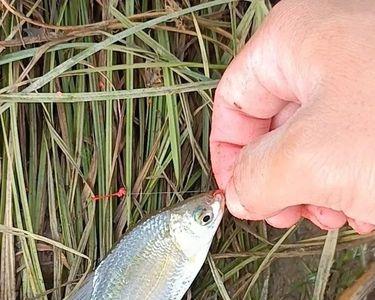 武汉府河鱼能食用吗