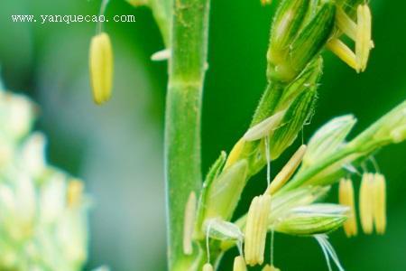 玉米花植物怎么养