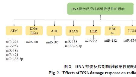 辐射敏感群体指哪些