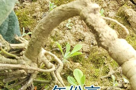 巴戟北方可以种植吗