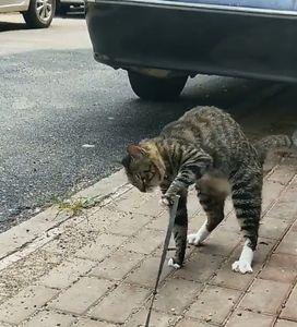 猫咪横着跑什么意思