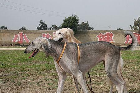 格力犬的蹄子破了怎么办