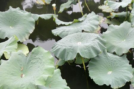 水面清圆举风荷对联