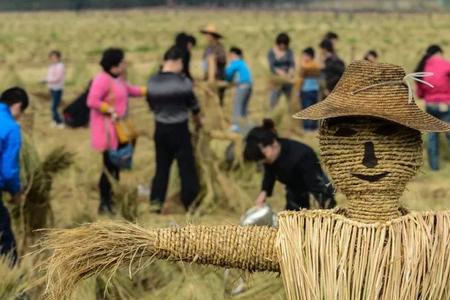 稻草人为什么倒在了田地中