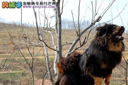 纯种藏獒幼犬舌头是什么颜色的