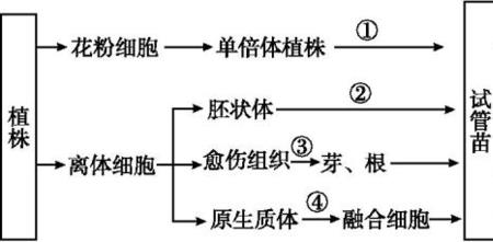 属于单倍体的生殖细胞是