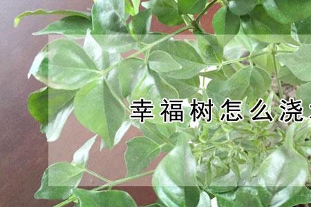 幸福树花盆里有蚯蚓对花好吗