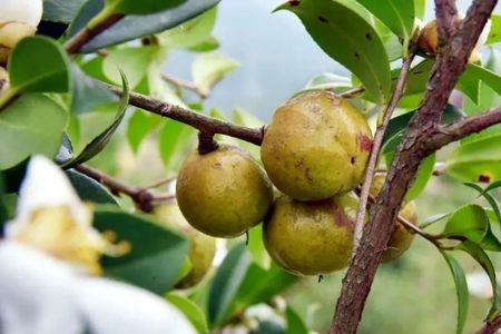 寒露子油茶与霜降子油茶的区别