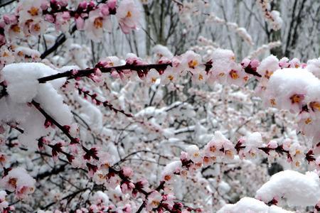 桃花雪是什么意思