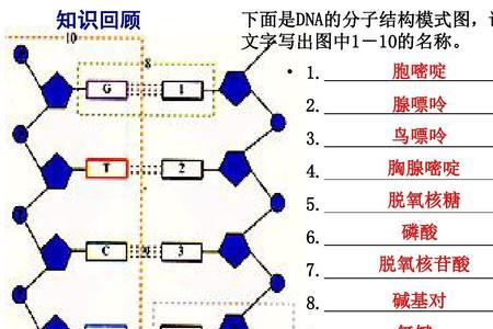 dna链中cg以几个氢键相连