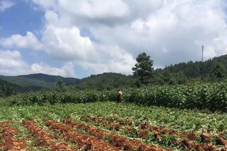 风景果可以吃吗