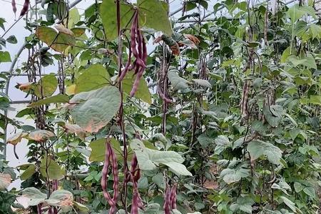 河南秋芸豆播种时间