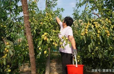 哪种枣树适合北方甜度高