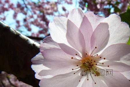 为什么樱花树开花没有叶子