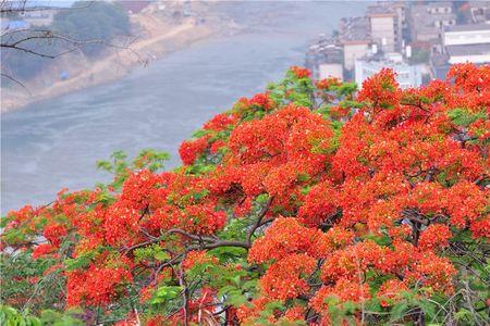 攀枝花夏天适合居住吗