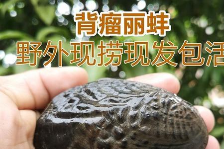 鳑鲏河蚌放在一起怎么养