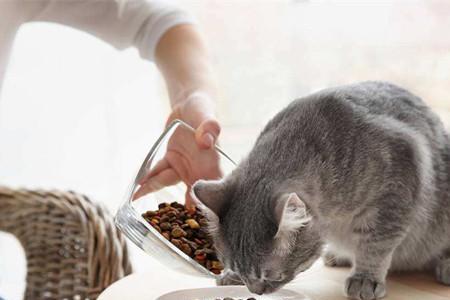 没猫粮可以给猫吃五花肉吗