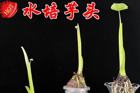 芋头什么时候发芽