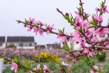 绿茵芳菲的意思