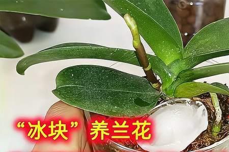 兰花刚开始长花剑是什么样