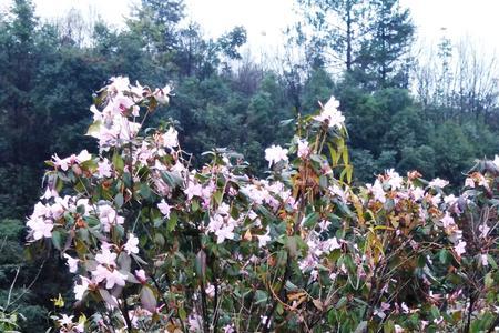 野杜鹃开花种法