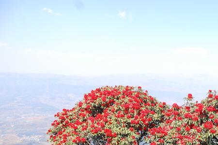 满山遍野红彤彤指什么生肖