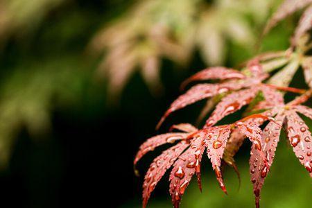 有关秋天夜雨的诗句