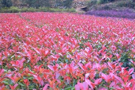 红叶石楠可以打芸苔素么