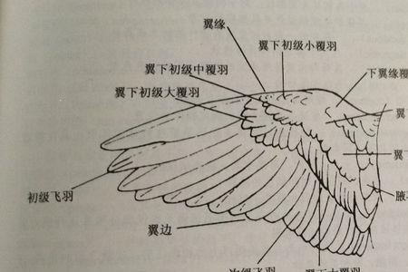 鸟类辨别敌友靠什么