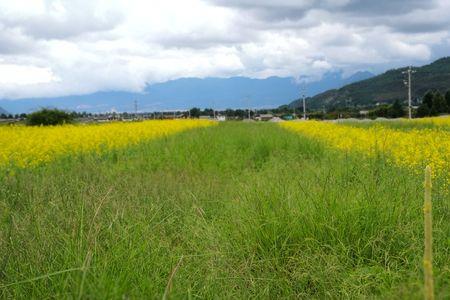 荒废已久的塘埂算是基本农田吗