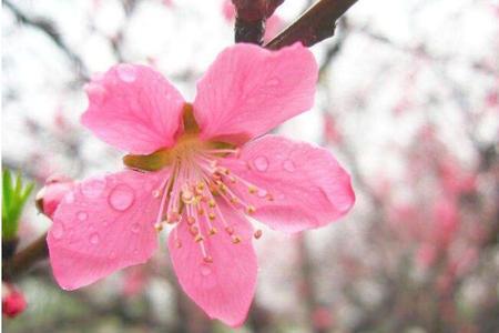 桃花为什么没有叶