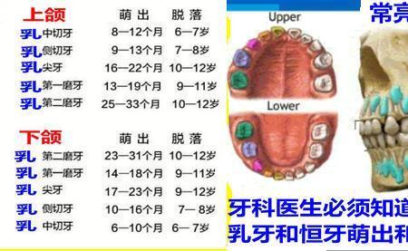 乳牙十六多少颗