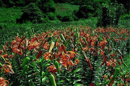 田园土能种百合花吗