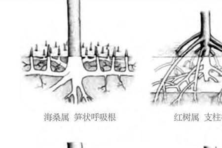 红树植物的呼吸根有哪些类型