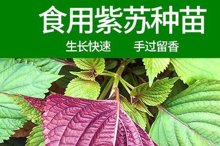 紫苏双面紫还是单面紫好