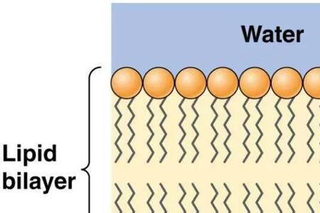 磷脂双分子层的组成成分