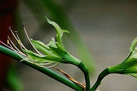 什么是植物打破休眠状态