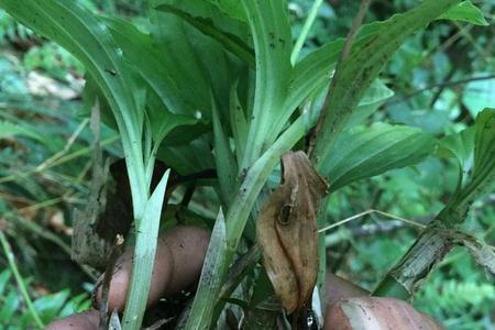 血见清草是国家保护植物吗