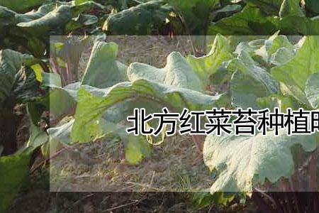 红菜苔几片叶可移栽