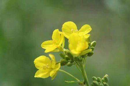 油菜花闻起来是不是有毒