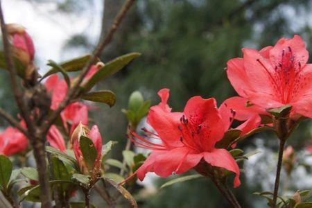 杜鹃花盛夏会开吗