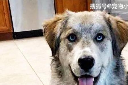 哈士奇田园犬混血能不能生育