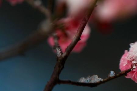 雪梅外面的白色粉末是什么