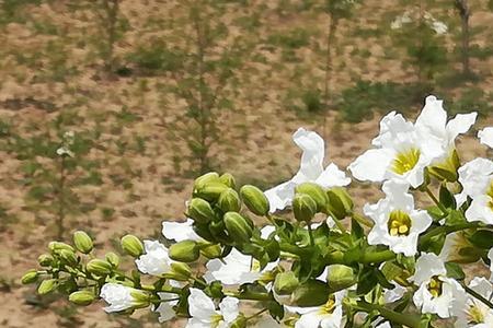 文冠花几月开花