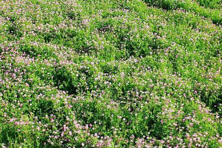 内蒙赤峰沙土适合种植什么药材