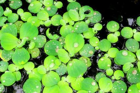 四季常青户外鱼池水生植物